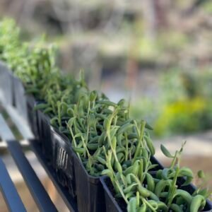 String of banana