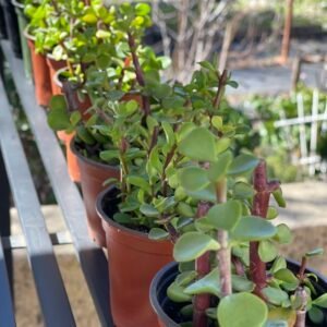 Miniature jade