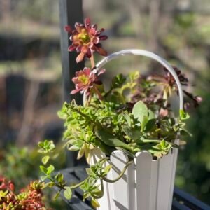Mixed succulents